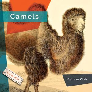 Camels image number 0