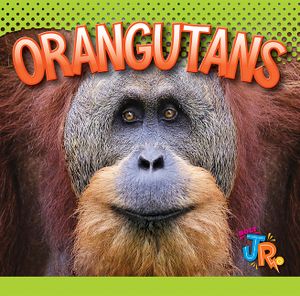 Orangutans image number 0