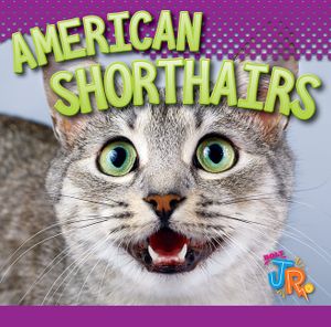 American Shorthairs image number 0