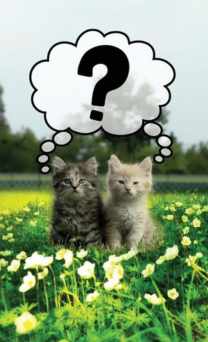 Discrete Password Logbook: Kitty Cats Edition image number 0