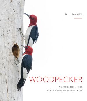 Woodpecker: A Year in the Life of North American Woodpeckers image number 0
