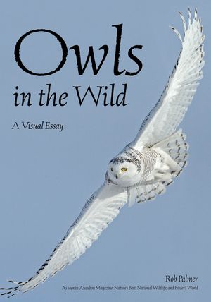 Owls in the Wild: A Visual Essay image number 0