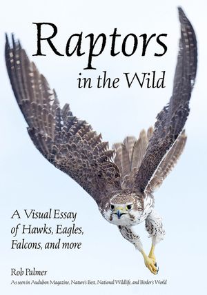 Raptors in the Wild: A Visual Essay of Hawks, Eagles, Falcons and More image number 0