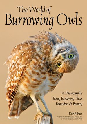 The World of Burrowing Owls: A Photographic Essay Exploring Their Behaviors & Beauty image number 0