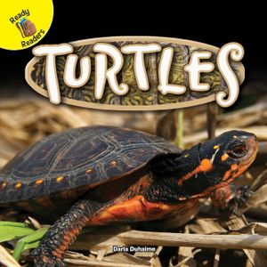 Turtles image number 0