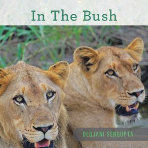 In the Bush image number 0