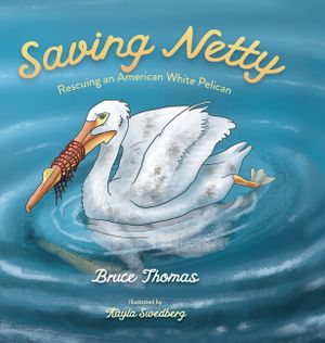 Saving Netty: Rescuing an American White Pelican image number 0