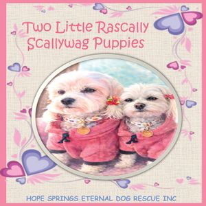 Two Little Rascally Scallywag Puppies image number 0