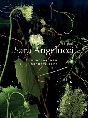 Sara Angelucci: Undergrowth / Brousailles image number 0