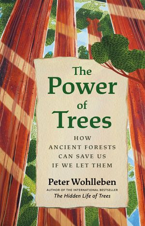 The Power of Trees: How Ancient Forests Can Save Us If We Let Them image number 0