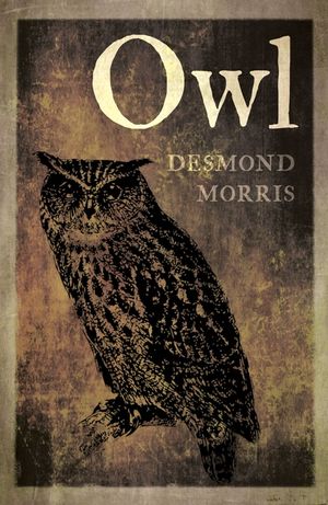 Owl image number 0