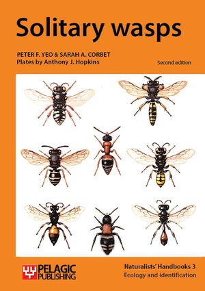 Solitary wasps image number 0