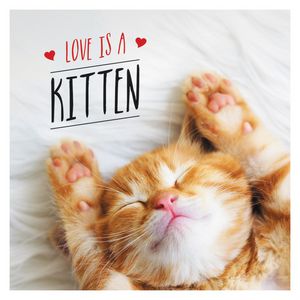 Love Is a Kitten: A Cat-Tastic Celebration of the World's Cutest Kittens image number 0