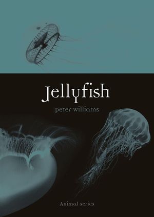 Jellyfish image number 0