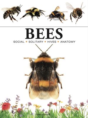 Bees image number 0