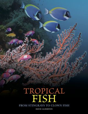 Tropical Fish image number 0