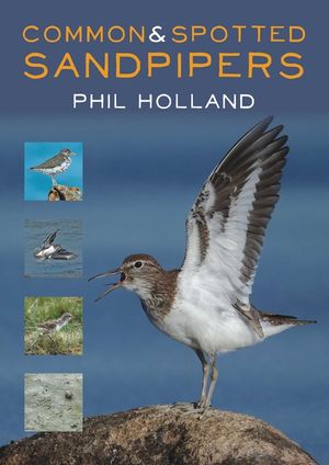 Common & Spotted Sandpipers image number 0