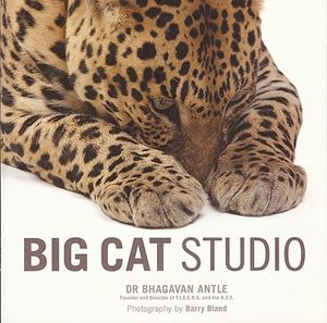 Big Cat Studio image number 0