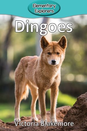 Dingoes image number 0