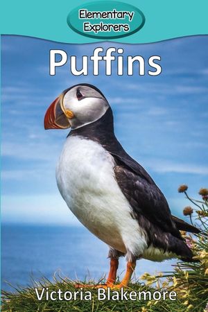 Puffins image number 0