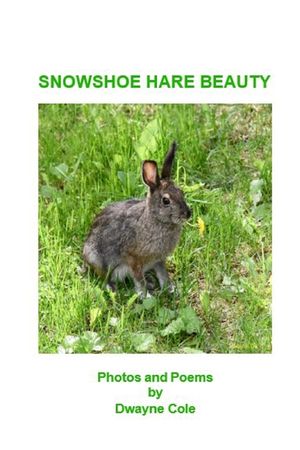 Snowshoe Hare Beauty image number 0