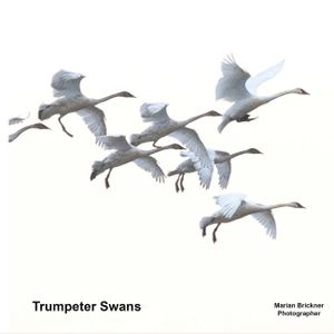 Trumpeter Swans image number 0