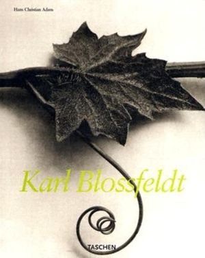 Karl Blossfeldt, 1865-1932 image number 0