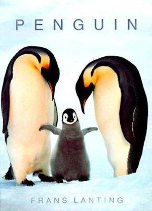 Penguin image number 0