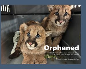 Orphaned: The Mountain Lion Cubs of Portola Valley: A Rescue Story of Hope and Survival image number 0