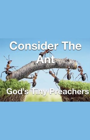 Consider The Ant - God's Tiny Preachers image number 0