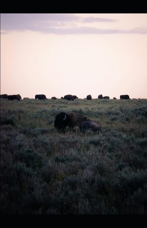 Prairie Oysters for Breakfast: Strange Eats of the Wild West image number 0
