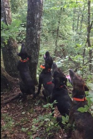 Whispers of the Wildwoods: The Adventures of The Bear Hounds image number 0