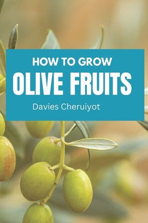 How to Grow Olive Fruits image number 0
