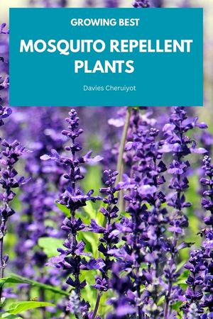 Growing Best Mosquito Repellent Plants image number 0