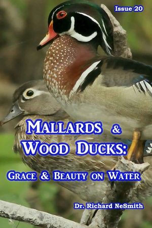 Mallards & Wood Ducks: Grace & Beauty on Water image number 0