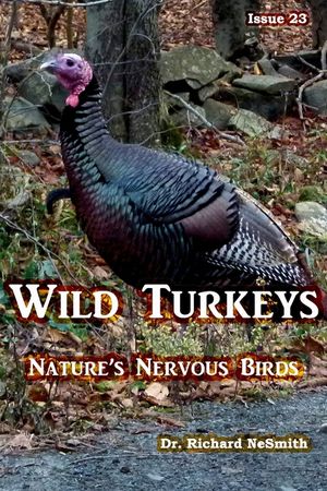 Wild Turkeys: Nature's Nervous Birds! image number 0