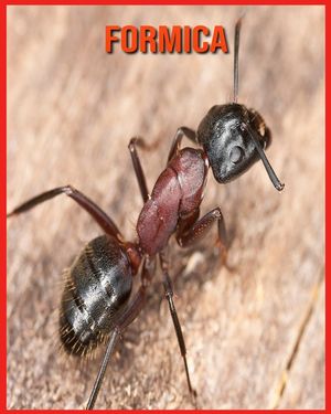 Formica: Fatti divertenti e foto incredibili degli animali nella natura image number 0