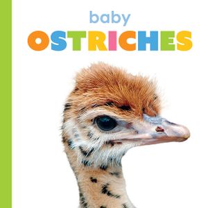 Baby Ostriches image number 0