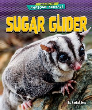 Sugar Glider image number 0