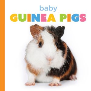 Baby Guinea Pigs image number 0