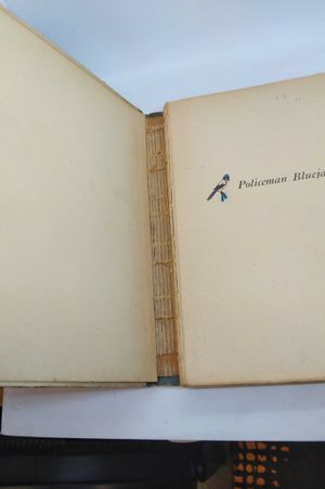 Policeman Blue Jay image number 2