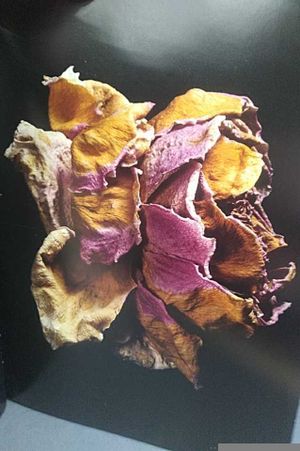 Visionaire 40 image number 1