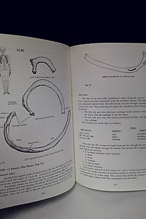 Human Osteology image number 1