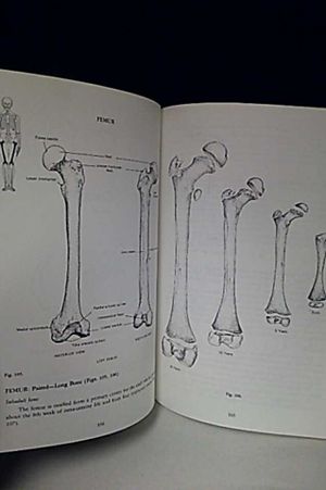 Human Osteology image number 2