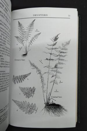 Roger Tory Peterson Field Guides: Ferns image number 1