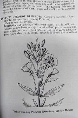 Rocky Mountain Wildflowers from Northern Arizona and New Mexico to British Columbia (Roger Tory Peterson Field Guides) image number 1