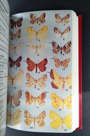 Moths of Eastern North America, 50th Anniversary Edition (Peterson Field Guide) image number 1