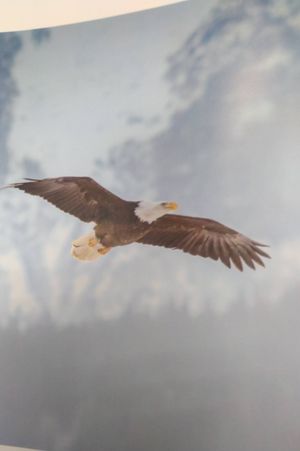 Where Eagles Gather: The Story of the Alaska Chilkat Bald Eagle Preserve, Haines, Alaska image number 2