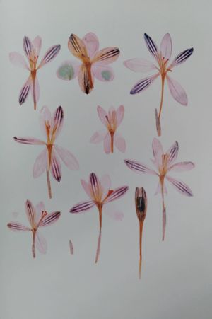 Nick Knight: Flora image number 1