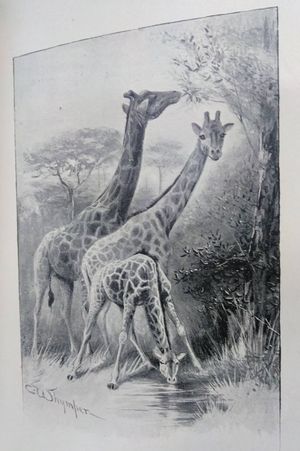 Big Game Shooting  image number 2